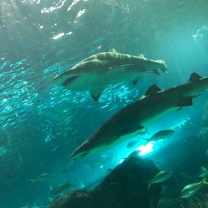 Meet your Posher, Nick